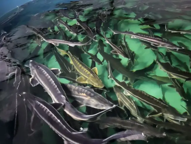 «Костанайский осетр» готов увеличить производственную мощность в 2 раза (5)