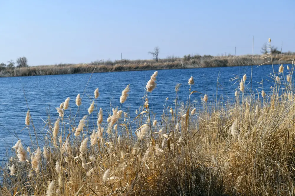 В дельте реки Или проведено зарыбление Шагырайской озёрной системы (2)