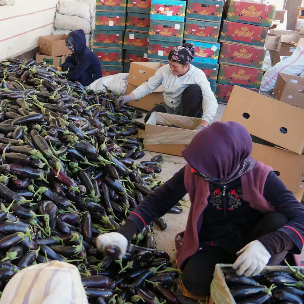 ТҮРКІСТАН: В КЕЛЕСЕ ФЕРМЕР ЗА ГОД СОБРАЛ ТРИ УРОЖАЯ (2)