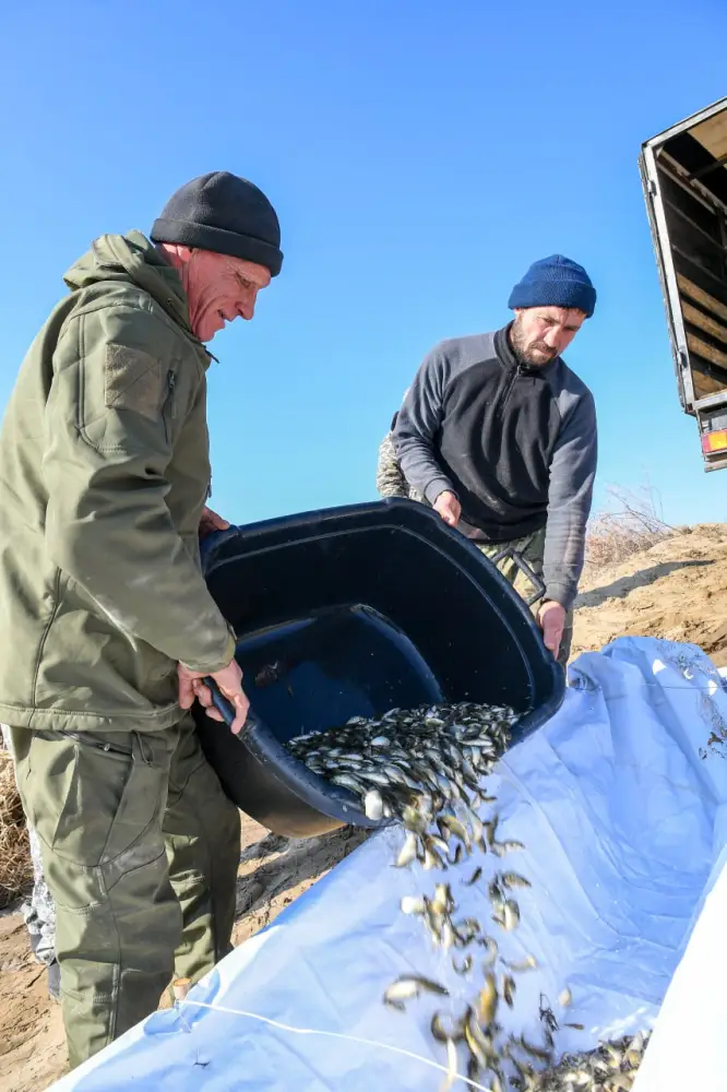 В дельте реки Или проведено зарыбление Шагырайской озёрной системы (4)