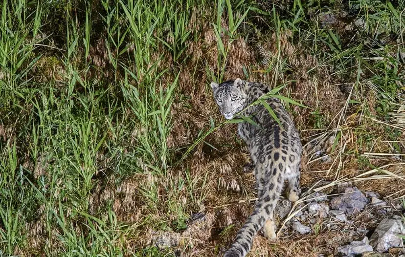 23 октября – Международный день снежного барса! (2)