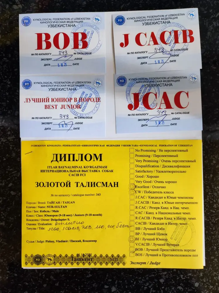 Тайган из Осакаровского района признан лучшим представителем породы в Казахстане (9)