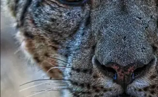 23 октября – Вдохновение снежного барса: Защитим горных призраков!