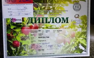 Тайган из Осакаровского района: новый стандарт для охотничьих собак в Казахстане и за его пределами