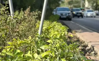 Благоустройство зоны отдыха в Алмалинском районе: новые возможности для жителей и улучшение городской инфраструктуры