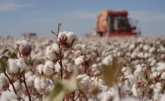 Уборка урожая хлопка в Туркестанской области 2023