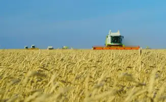 Зерновой Олимп: Акмолинская область устанавливает рекорд с урожаем в 7,1 миллиона тонн