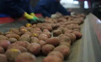 Рост производства лука и картофеля в Казахстане