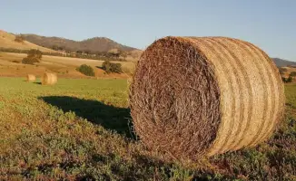 Казахстан заготовил 37,8 млн тонн кормов для зимовки скота