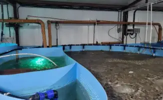 Костанай увеличивает производство осетровых в 2 раза