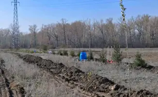В Семее запущен лесной питомник в рамках экологической инициативы