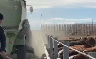 Запуск откормочной площадки в Аксуатском районе: новые рабочие места и рост мясного производства