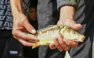 Введение новых видов рыб в экосистему Шагырайской озёрной системы для восстановления биоресурсов