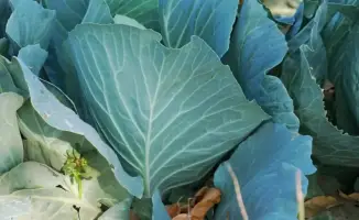 Современные технологии помогают фермеру из Келесского района собирать три урожая в год