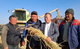 Уборка риса в Балхашском районе урожайность 40 центнеров с гектара