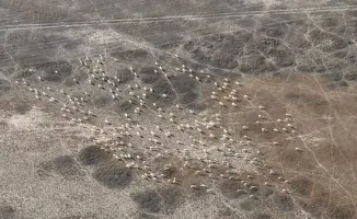 Aerial Monitoring: Counting Wild Sheep, Antelopes, and Saigas in Kazakhstan's Karaganda Region