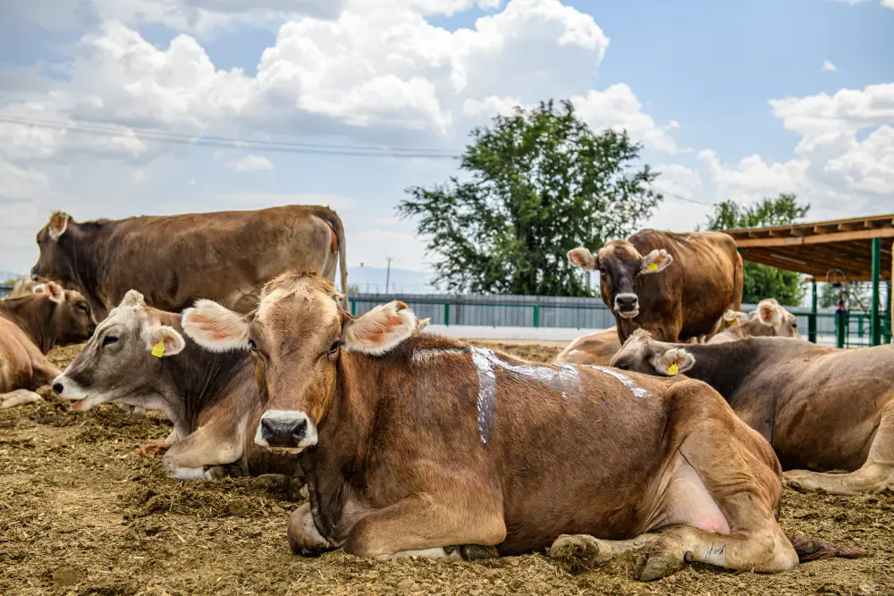 В Ескельдинском районе Жетісу на 1700 гектарах земли применяются влагосберегающие технологии (10)
