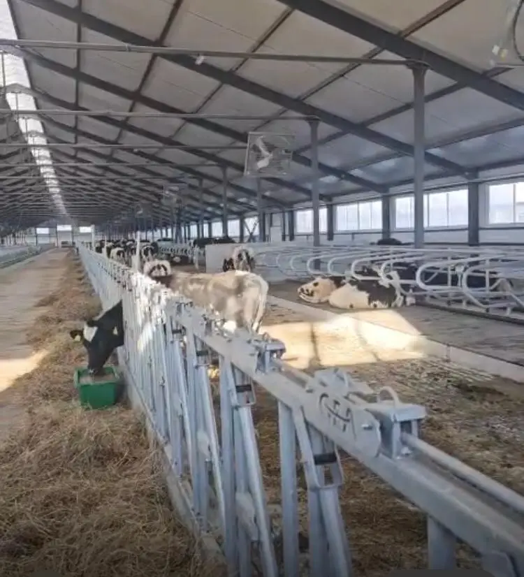 В Павлодарскую область доставлена первая партия племенных нетелей для новой МТФ (2)