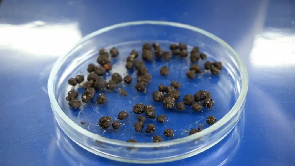 Ученые КазНУ разработали эффективный способ защиты семян (5)