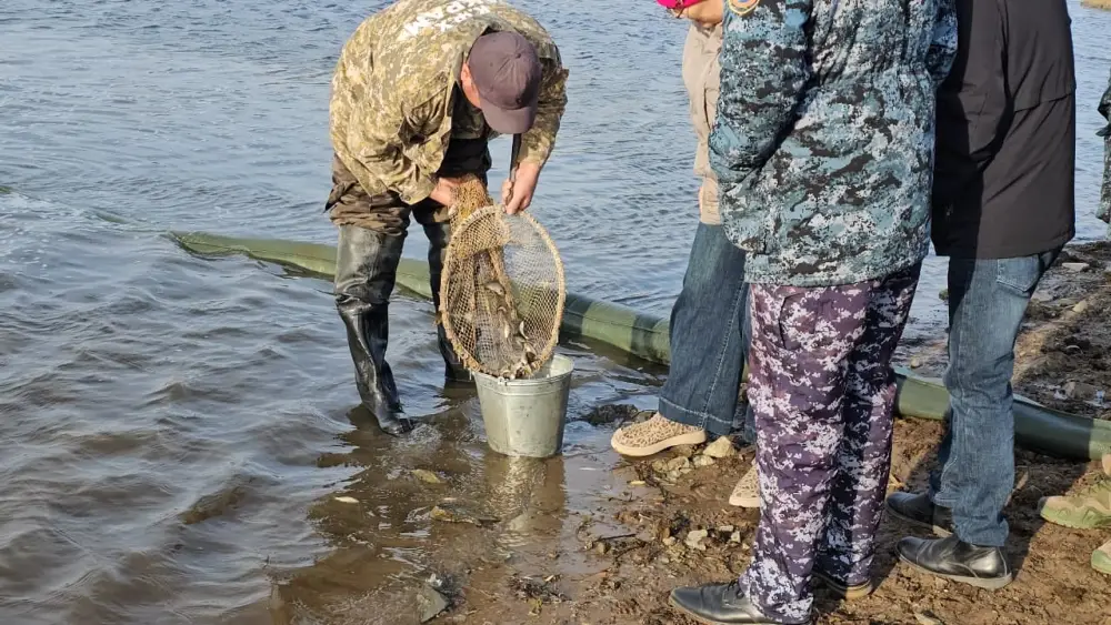 В Акмолинской области проведено зарыбление реки Селеты (3)