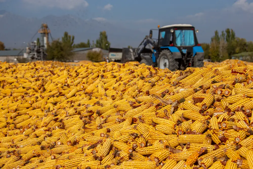 На Панфиловский район приходится 55% выращиваемой в Жетісу кукурузы (5)