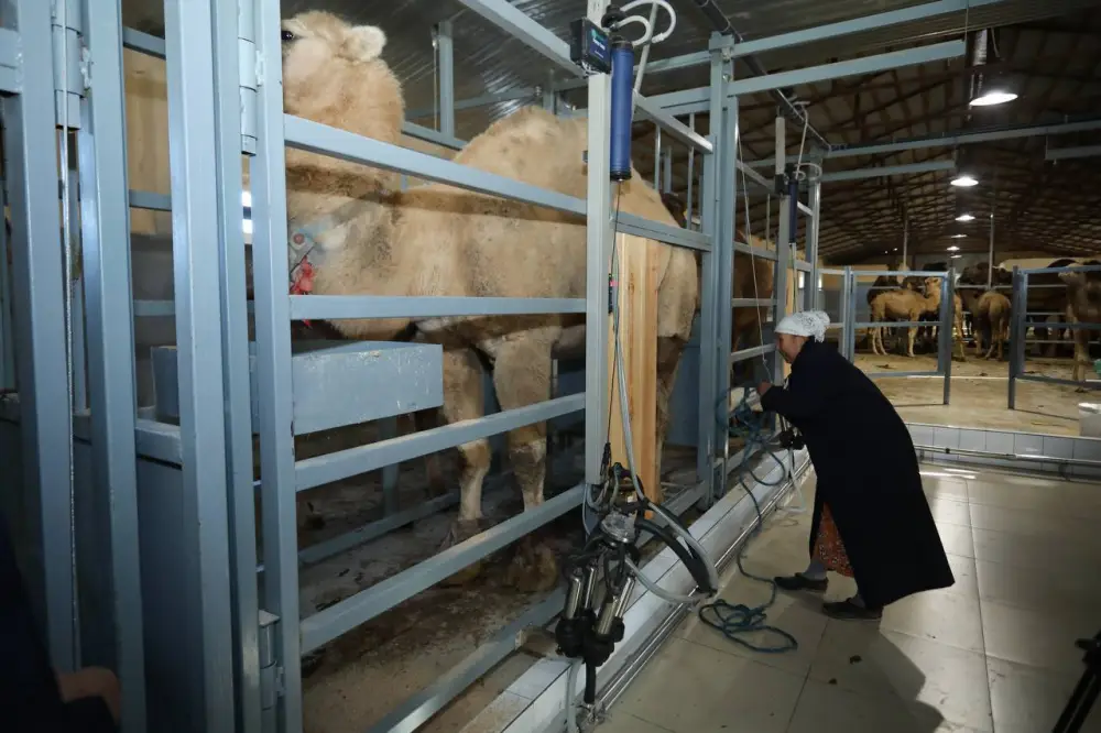 Нурдаулет Килыбай ознакомился с работой первого в Казахстане автоматизированного цеха по доению верблюдов. (5)