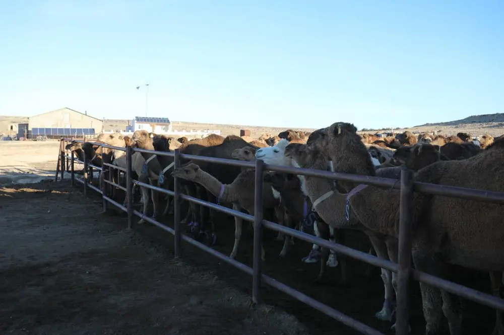 Нурдаулет Килыбай ознакомился с работой первого в Казахстане автоматизированного цеха по доению верблюдов. (7)