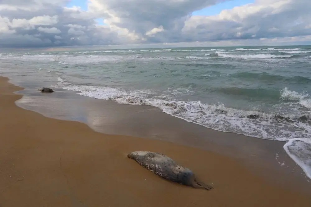 НА ПОБЕРЕЖЬЕ КАСПИЙСКОГО МОРЯ ОБНАРУЖЕНЫ ТУШИ 112 ТЮЛЕНЕЙ (6)
