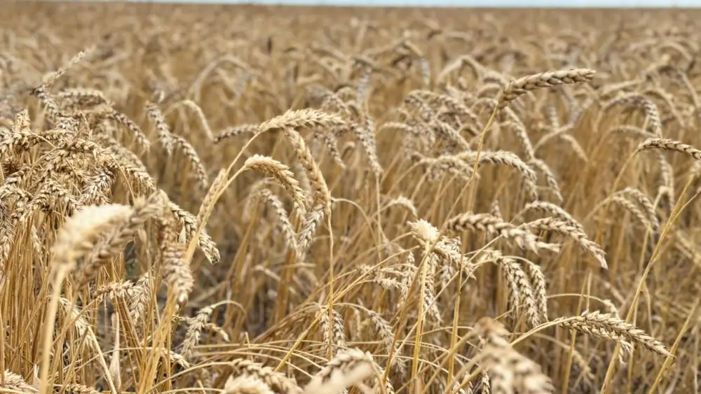 Айтылды — орындалды: Глубокая переработка зерновых культур становится драйвером агропромышленного роста Казахстана (2)