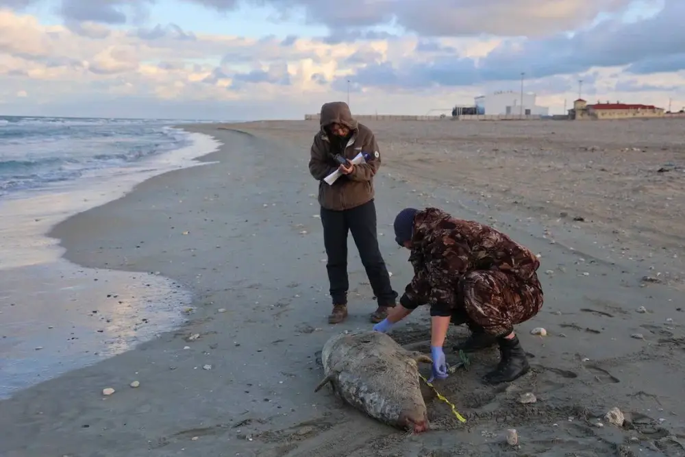 НА ПОБЕРЕЖЬЕ КАСПИЙСКОГО МОРЯ ОБНАРУЖЕНЫ ТУШИ 112 ТЮЛЕНЕЙ (9)