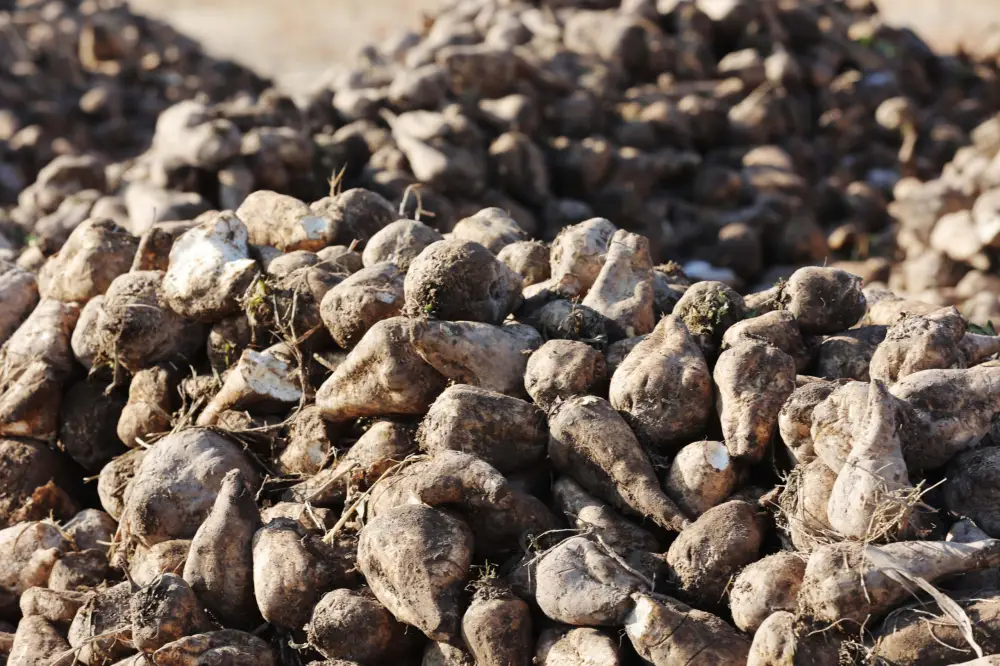 Ербол Карашукеев ознакомился с развитием свекольной отрасли в Меркенском районе (2)