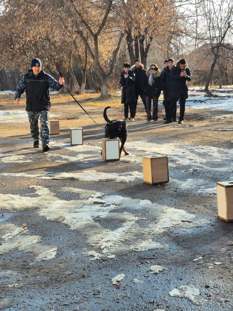 «Закон и порядок»: столичным студентам показали работу кинологической службы полиции Астаны (4)