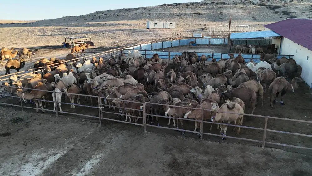 Современный цех по производству верблюжьего молока открылся в Мангистауской области (6)