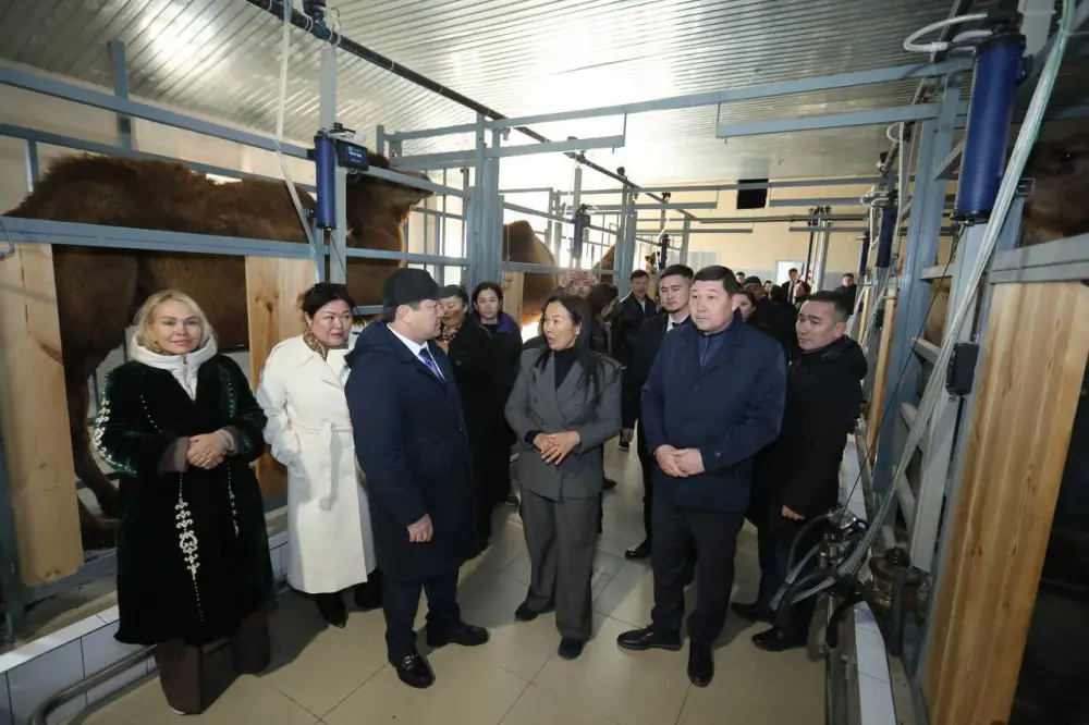 Нурдаулет Килыбай ознакомился с работой первого в Казахстане автоматизированного цеха по доению верблюдов. (3)