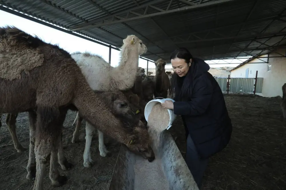 Нурдаулет Килыбай ознакомился с работой первого в Казахстане автоматизированного цеха по доению верблюдов. (2)