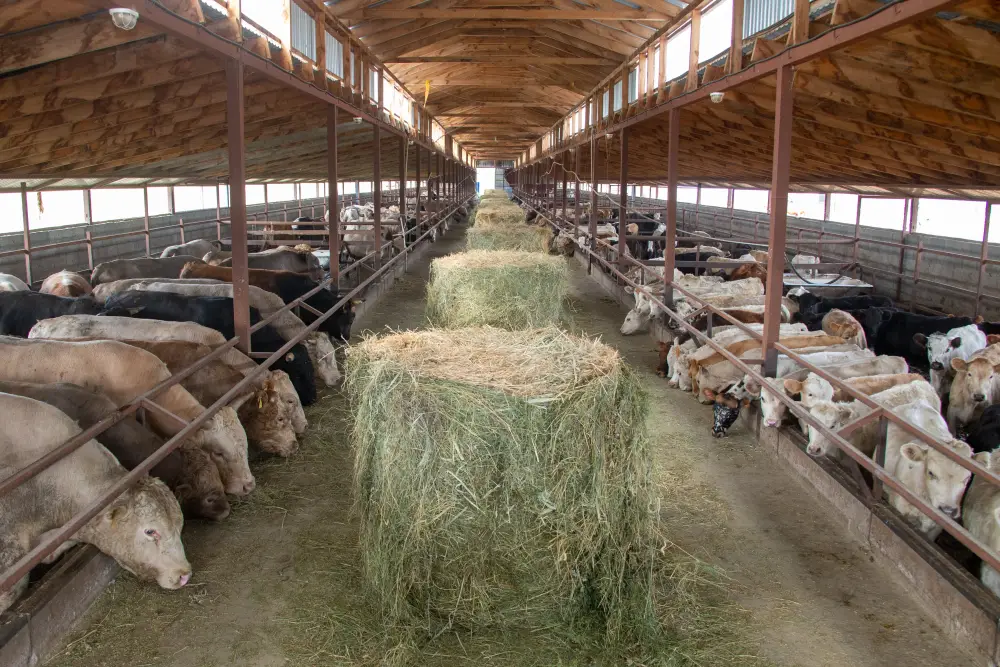 В Жетісу объем переработки производимой в регионе продукции достиг 68% (3)