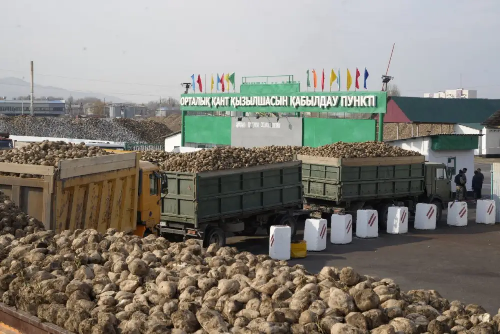 В области Жетісу сахарные заводы переработали уже 54 тыс. тонн сладкого корнеплода (6)