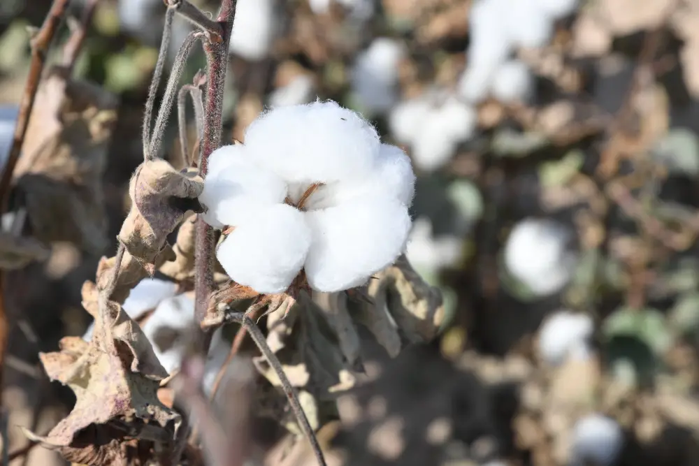 ? Туркестанская область достигла новых результатов в аграрном секторе (3)