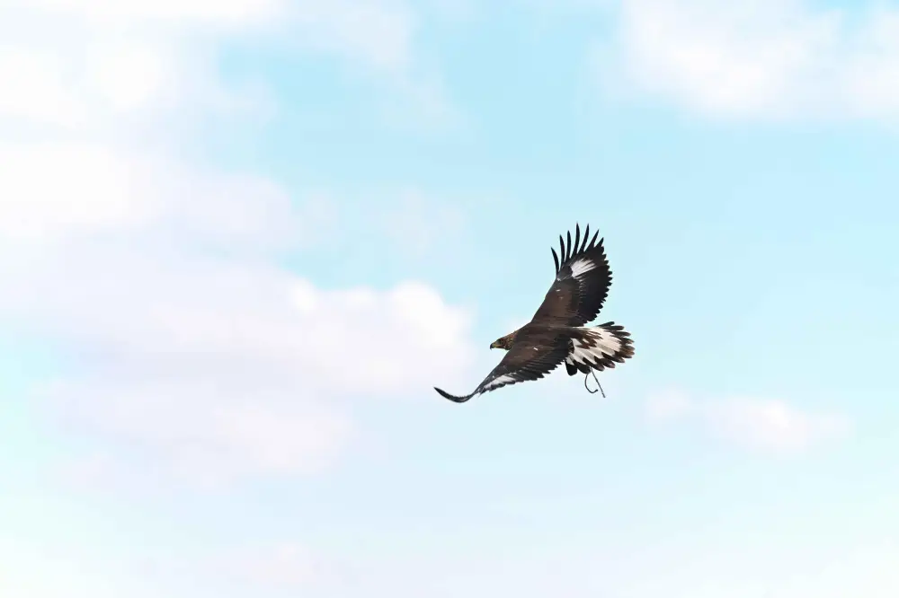 В области Абай состоялся республиканский турнир сокольников «Абай салбурыны – 2025» (2)