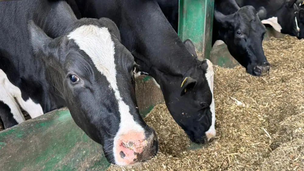 Внесены изменения в Правила субсидирования развития племенного животноводства, повышения продуктивности и качества продукции животноводства (2)