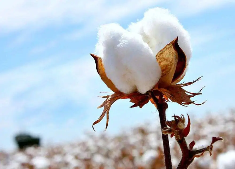 В ТУРКЕСТАНСКОЙ ОБЛАСТИ УВЕЛИЧИЛИСЬ ПОСЕВНЫЕ ПЛОЩАДИ И УВЕЛИЧИЛАСЬ УРОЖАЙНОСТЬ (6)