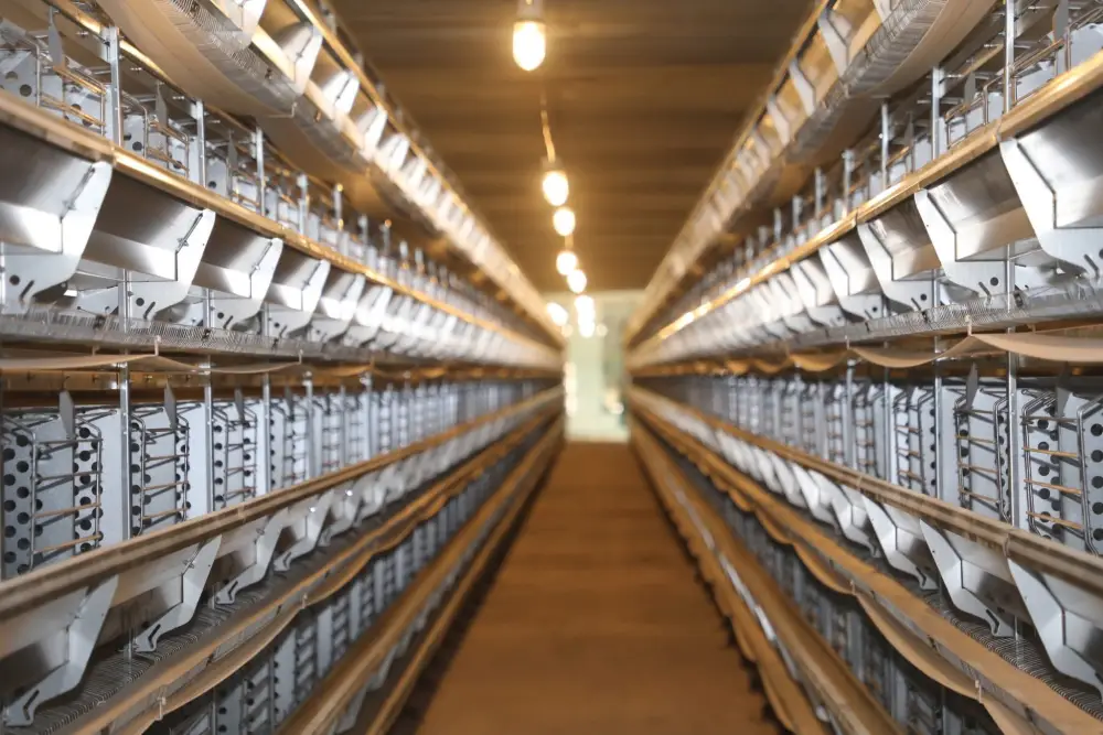 ТУРКЕСТАН: В САРЫАГАШСКОМ РАЙОНЕ РАЗВИВАЮТ ПТИЦЕВОДСТВО (2)