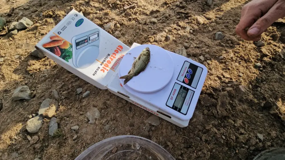 В Акмолинской области проведено зарыбление реки Селеты (2)