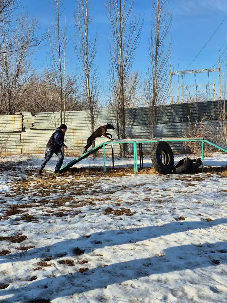 «Закон и порядок»: столичным студентам показали работу кинологической службы полиции Астаны (2)