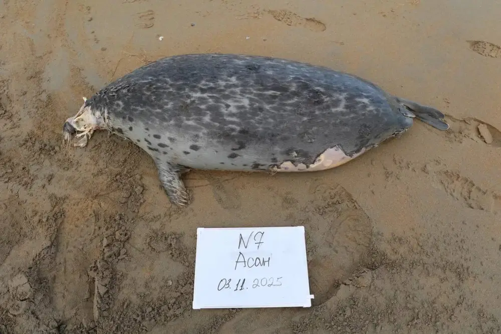 НА ПОБЕРЕЖЬЕ КАСПИЙСКОГО МОРЯ ОБНАРУЖЕНЫ ТУШИ 112 ТЮЛЕНЕЙ (7)