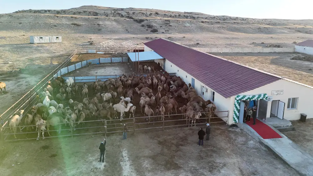 Нурдаулет Килыбай ознакомился с работой первого в Казахстане автоматизированного цеха по доению верблюдов. (4)