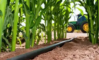 Панфиловский район: ключевой игрок в производстве кукурузы Жетісу с 55% урожая