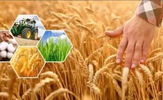 Производство сельхозпродукции в Актюбинской области за 9 месяцев составило 296,8 млрд тенге