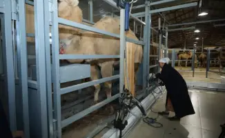 Новый цех верблюжьего молока в Мангистау