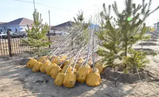 Озеленение в Атырау высадка 4000 деревьев осенняя кампания